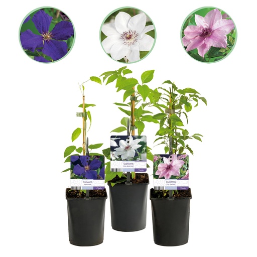 "Kletterpflanze - Clematis Tricolour - Blüte Rosa Weiß Lila - Wenig Pflege - 3 Pflanzen - Topf 11cm Höhe 40cm Kletterpflanze - Clematis Rainbow - Blüte Rosa Weiß Lila Rot - Wenig Pflege - 4 Pflanzen - image"