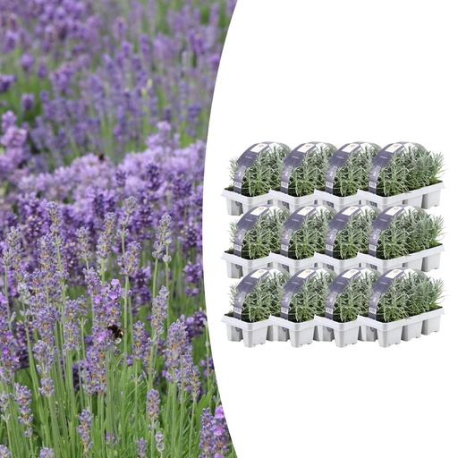"12 x 6er Set Lavendel angustifolia - Ø7 cm - ↕15 cm image"