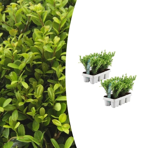 "2 x 6er Set Ilex crenata 'Jenny' - Ø7 cm - ↕15 cm image"