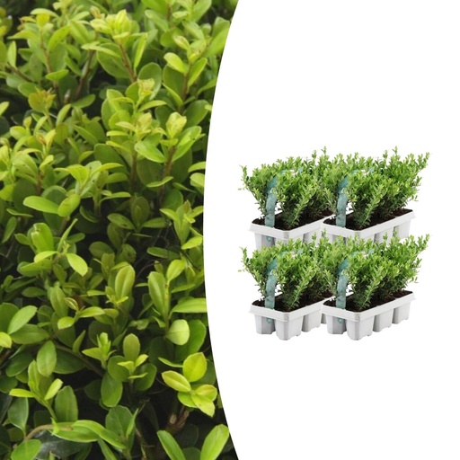 "4 x 6er-Pack Ilex crenata 'Jenny' - Ø7 cm - ↕15 cm image"
