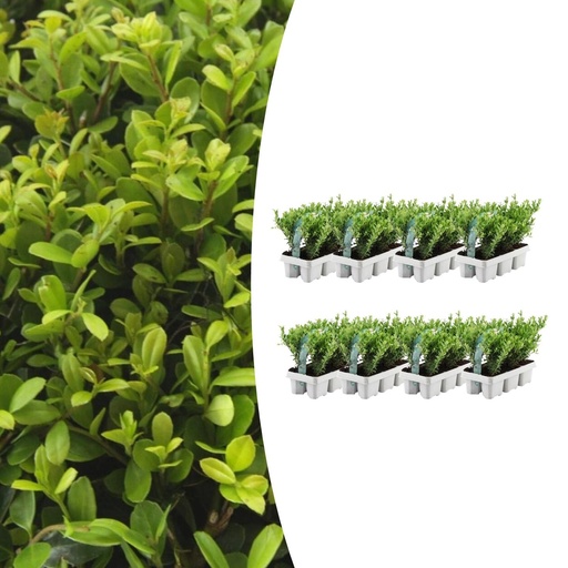 "8 x 6 Set Ilex crenata 'Jenny' - Ø7 cm - ↕15 cm image"
