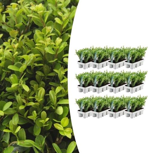 "12 x 6er Set Ilex crenata 'Jenny' - Ø7 cm - ↕15 cm image"