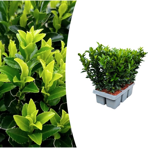 "1x 6er Set Euonymus 'Green Spire' - Ø 7 cm - ↨ 15 cm image"