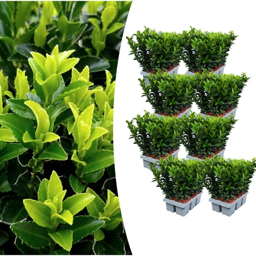 "8 x 6er-Pack Euonymus 'Green Spire' – Ø 7 cm – ↨ 15 cm image"