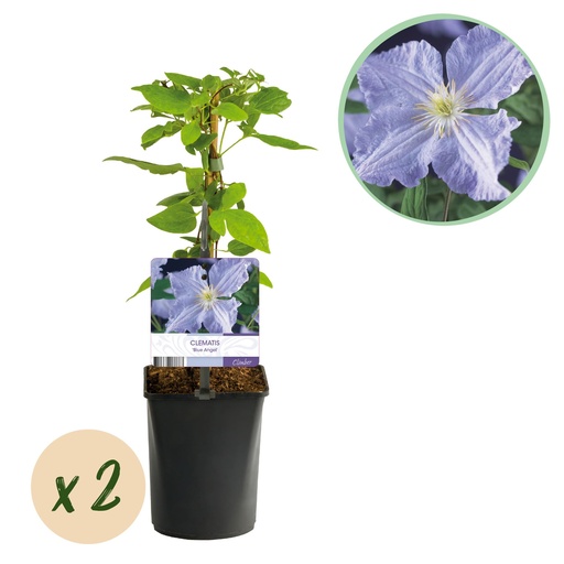 "Kletterpflanze - Clematis Blue Angel - Blüte Licht Blau - Wenig Pflege - 2 Pflanzen - Topf 11cm Höhe 40cm image"