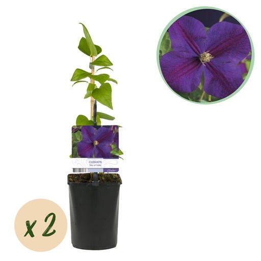 "Kletterpflanze - Clematis The President - Blüte Rosa - Wenig Pflege - 2 Pflanzen - Topf 11cm Höhe 40cm image"