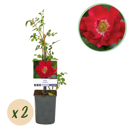 "Kletterrose - Rosa Red Queen - Blüte Rot - Geringer Pflegeaufwand - 2 Pflanzen - Topf 11 cm Höhe 40 cm image"