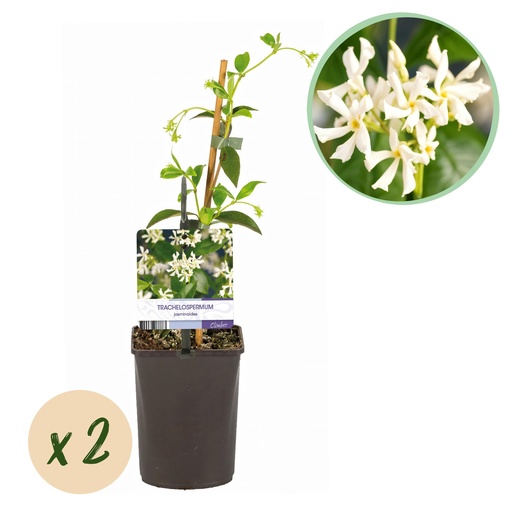 "Toskanischer Jasmin - Trachelospermum jasminoides - Blüte Weiß - Immergrün - 2 Pflanzen - Topf 11 cm Höhe 40 cm image"