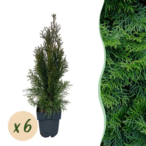 "Heckenpflanzen - Thuja occidentalis Smaragd - Blatt grün - 6 Pflanzen - 1 laufender Meter - immergrün - Topf 17cm Höhe 60cm image"