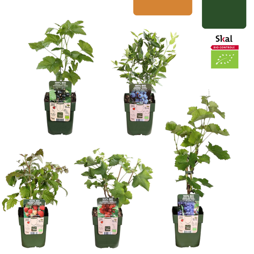 "„Früchte-Oase“ BIO Obstpflanzen-Mix – Set mit 5 verschiedenen Sorten image"