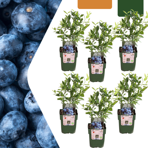 "6 x Heidelbeerpflanzen BIO – Ø 13 cm – ↨ 20 cm image"