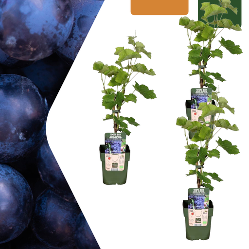 "3 x Bio-Weinreben – Ø 13 cm – ↨ 20 cm image"