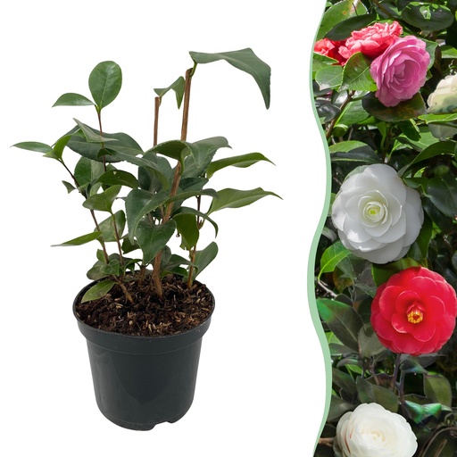 "Sträucher - Kamelie 'Tricolour' - Blüte Rosa, Weiß und Rot - 1 Pflanze - Immergrün - Topf 15cm Höhe 30cm image"