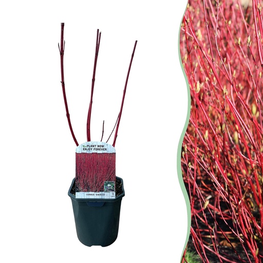 "Sträucher - Cornus sibirica - Rote Zweige - 1 Pflanze - Laubabwerfend - Wenig Pflege - Topf 17cm Höhe 45cm image"