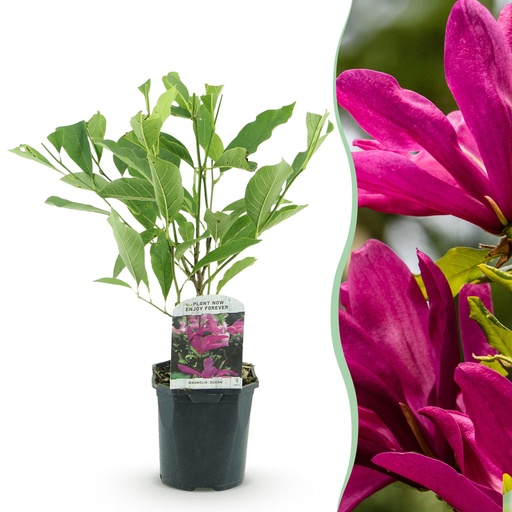 "Sträucher - Magnolia Susan - Blüten Dunkelrosa - 1 Pflanze - laubabwerfend - wenig Pflege - Topf 17cm Höhe 45cm image"