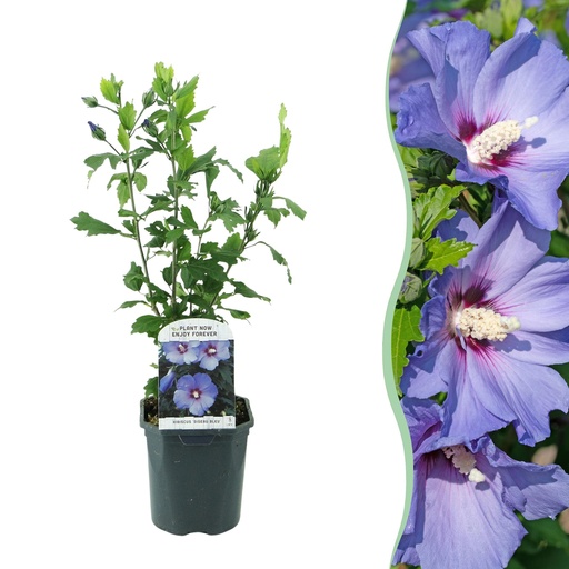"Sträucher - Hibiscus syriacus Oiseau Blue - Blaue Blüten - 1 Pflanze - Laubabwerfend - Pflegeleicht - Topf 17cm Höhe 45cm image"