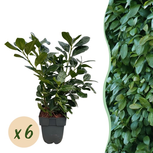 "Heckenpflanzen - Prunus laurocerasus Etna - grüne Blätter - 6 Pflanzen - 1 laufender Meter - immergrün - Topf 17 cm, Höhe 50 cm image"