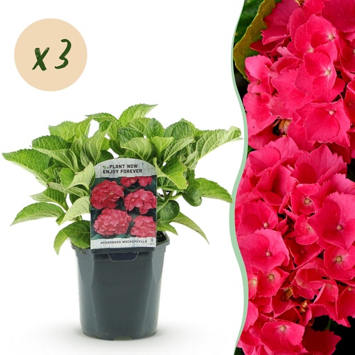 "Hortensie - Hydrangea macrophylla Rot - 3 Pflanzen - 1 m² - laubabwerfend - pflegeleicht - Topf 17 cm, Höhe 30 cm image"