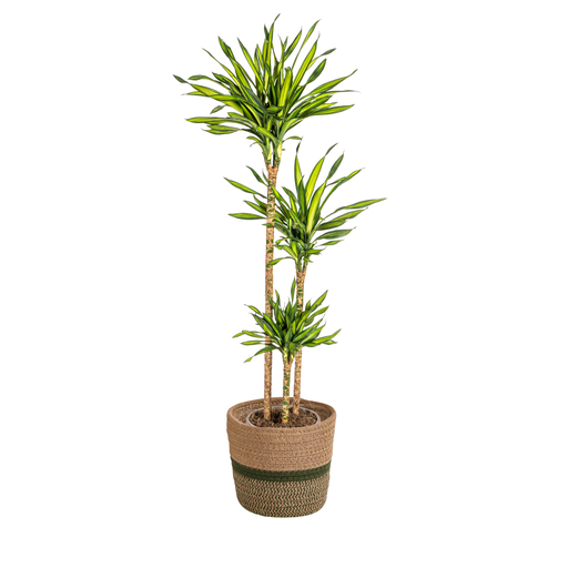 "Dracaena Deremensis Rikki mit Korb Ø24cm - ↕130 - 150cm image"