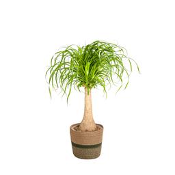 Beaucarnea Recurvata Stamm mit Korb Ø21cm - ↕60 - 80cm
