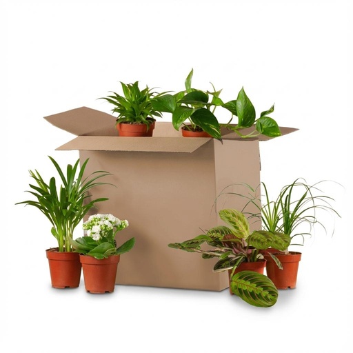 "Green Zweite Change Box: Zimmerpflanzen 6er Set image"