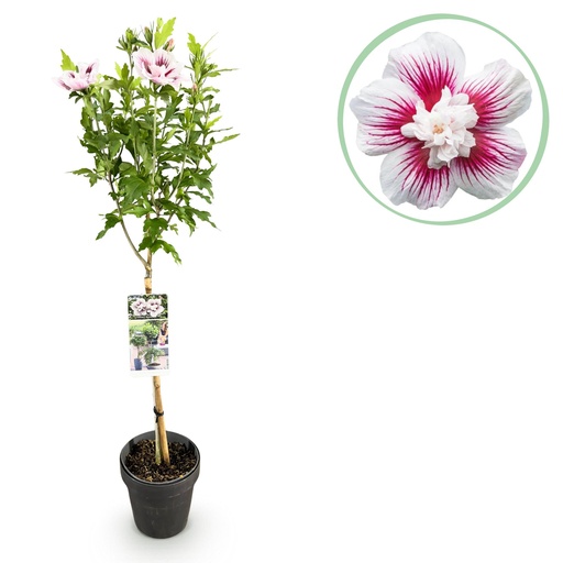 "Gartenpflanze - Hibiscus syriacus Starburst Chiffon® - Stamm-Pflanze - Terrassenpflanze - Laubabwerfend - Wenig Pflege - Topf 19cm Höhe 90cm image"