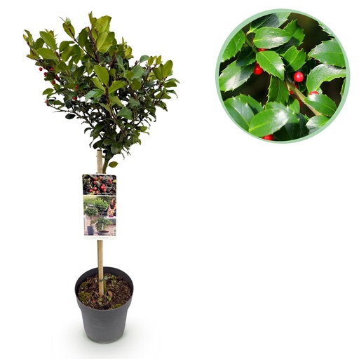 "Stammpflanze - Ilex meserveae Blue Maid - Terrassenpflanze - Immergrün - Winterhart - Rote Beeren - Topf 19cm Höhe 90cm image"