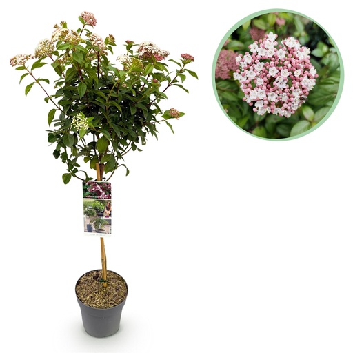 "Stamm-Pflanze - Viburnum tinus Eve Price - Terrassenpflanze - Immergrün - Winterhart - Weiß-Rosa Blüte - Topf 19cm Höhe 90cm image"