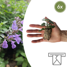 Nepeta – 6 Stecklinge | Züchte und Genieße einen Aromatischen Bodendecker!