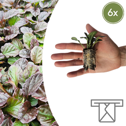 Ajuga Reptans – 6 Pflanzenstecker | Selbst Anbauen und Einen Wunderschönen Boden