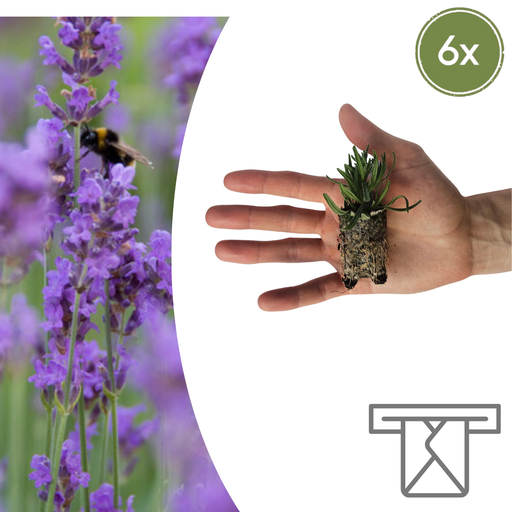 "Lavandula 'Munstead' – 6 Jungpflanzen | Pflanzen & Genießen Sie Duftende Lavendel image"