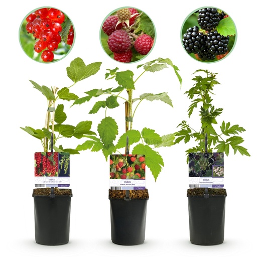 "Obstpflanzenmix - Rote Johannisbeere, Rote Himbeere, Schwarze Brombeere - 3 Pflanzen - Topf 11cm Höhe 40cm image"