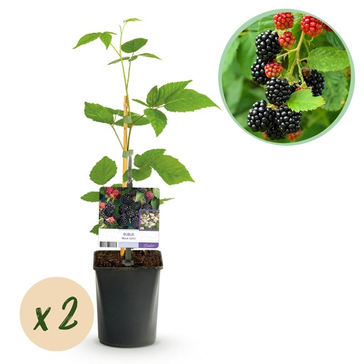 "Obstpflanze - Brombeere - Rubus Black Satin - Schwarze Brombeere - Dornenlos - 2 Pflanzen - Topf 11cm Höhe 40cm image"