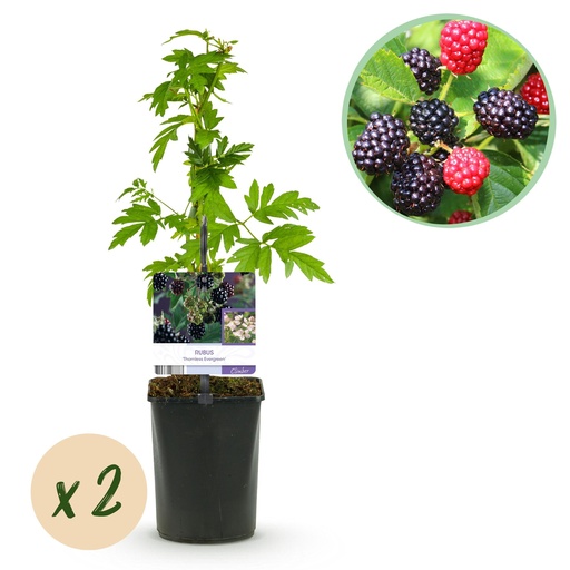 "Obstpflanze - Brombeere - Rubus Thornfree Evergreen - Schwarze Brombeere - Dornlos - 2 Pflanzen - Topf 11cm Höhe 40cm image"