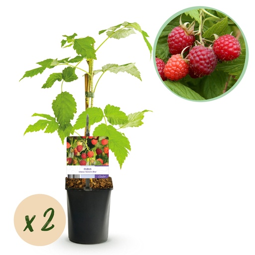 "Obstpflanze - Himbeere - Rubus idaeus Autumn Bliss - Rote Himbeere - 2 Pflanzen - Topf 11cm Höhe 40cm image"