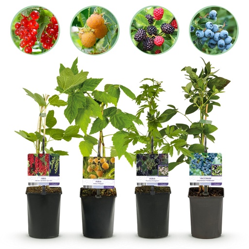 "Obstpflanzenmix - Rote Beere, Gelbe Himbeere, Schwarze Brombeere, Blaubeere - 4 Pflanzen - Topf 11cm Höhe 40cm image"
