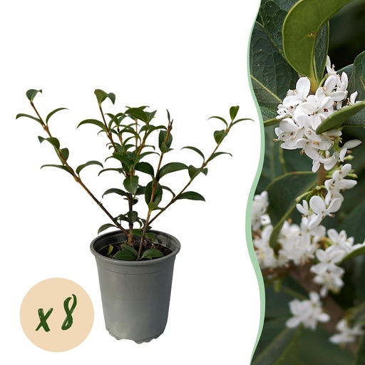 "Heckenpflanzen - Osmanthus burkwoodii - Blatt grün - 8 Pflanzen - 1 laufender Meter - immergrün - Topf 9cm - Höhe 25-30cm image"