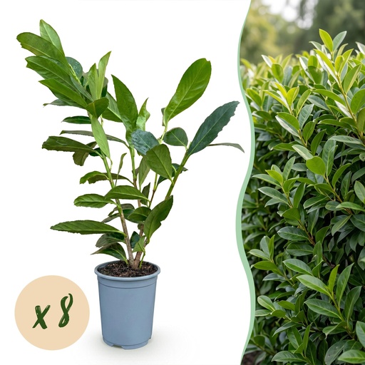 "8x Prunus laur. Caucasica - Lorbeer-Kirsche - Heckenpflanzen - Immergrün - Grün - Topf 9cm - Höhe 25-35cm image"