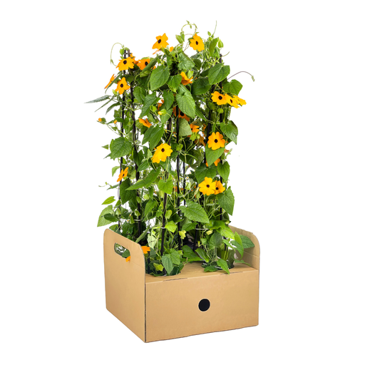 "4x Thunbergia alata Sunny Susy Neu Orange Ø13 cm - ↕60 cm image"