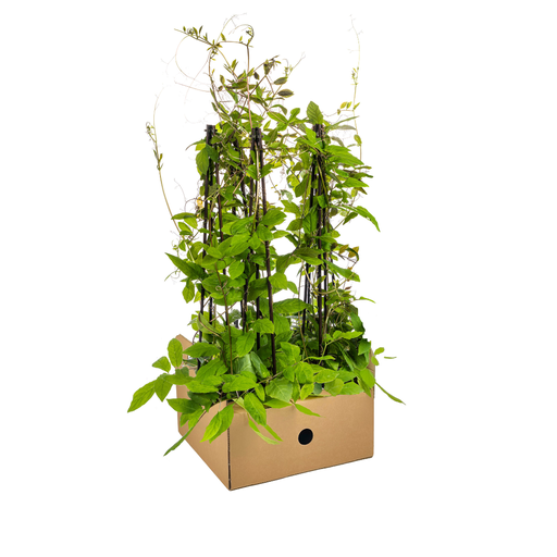 "4x Cobea scandens Violett Blau Ø13 cm - ↕60 cm image"