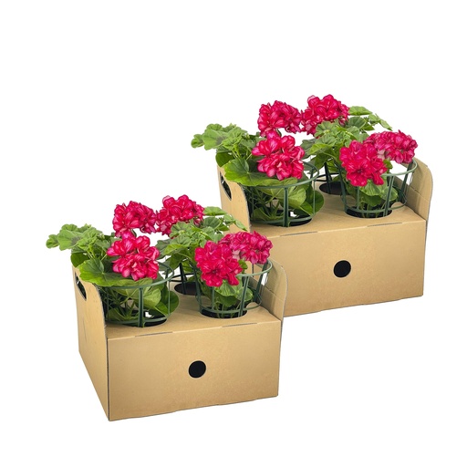 "8x Pelargonium peltatum Mexica Rubin Ø12 cm - ↕20 cm image"