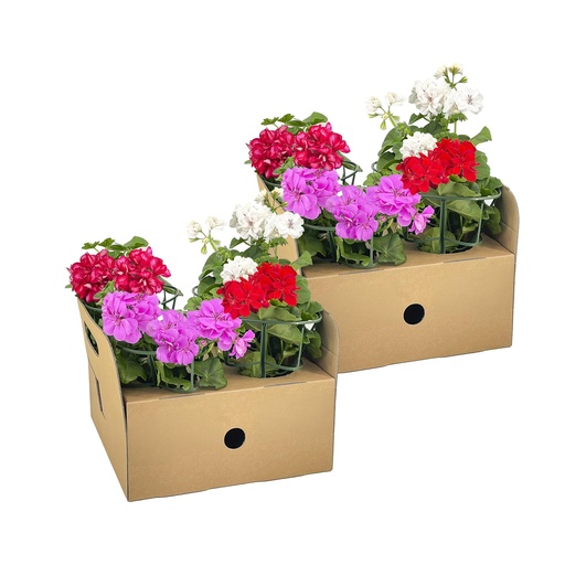 "8x Pelargonium peltatum Mischung Ø12 cm - ↕20 cm image"