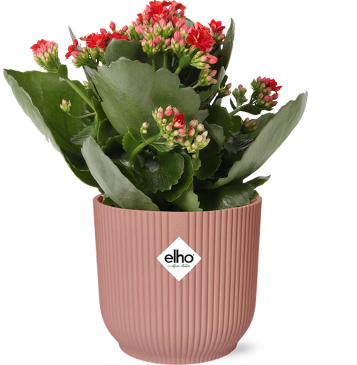 "Muttertag - Kalanchoe Rosalina Don Justino Rot + ELHO Vibes Fold 14cm Rosa image"