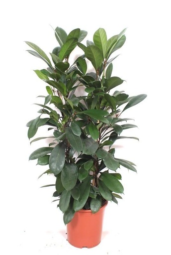 "Ficus Cyathistipula - 180 cm image"