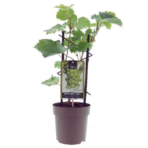 "AKTION - Vitis Muskaat de Alexandrie -Ø15cm - ↕40cm image"