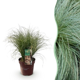 Ziergräser - Carex comans Frosted Curls - Grün - 1 Pflanze - Immergrün - Winterh