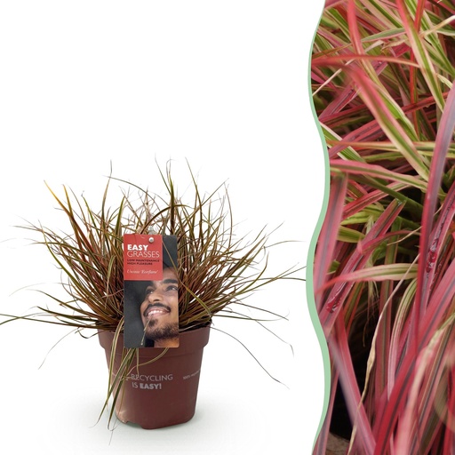 "Ziergräser - Uncinia rubra Everflame - Rot - 1 Pflanze - Immergrün - Winterhart - Topf 17cm Höhe 50cm image"