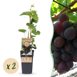 Obstpflanze - Vitis vinifera Vanessa - Weintraubenpflanze - Tafeltraube - Blaue 