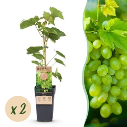 Obstpflanze - Vitis vinifera Himrod - Weintraubenpflanze - Kernenlos - Weiße Tra
