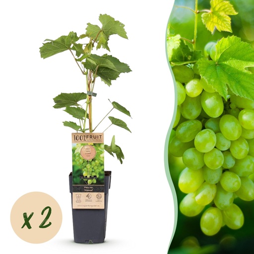"Obstpflanze - Vitis vinifera Himrod - Weintraubenpflanze - Kernenlos - Weiße Traube - 2 Pflanzen - Topf 15cm - Höhe 50cm image"